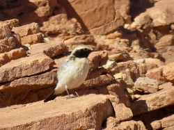 Mourning Wheatear